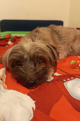 Фото користувача ewelinasmialko84