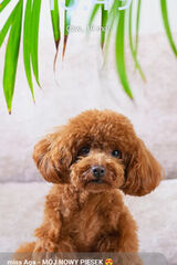 Foto utilizatorului RyszardDziura