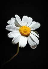 Zdjęcie użytkownika antekxmen