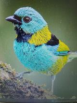 Fotka uživatele kuligowskiartur50