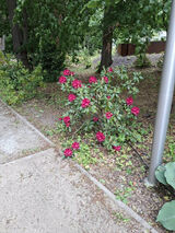 Фото користувача KaziuP