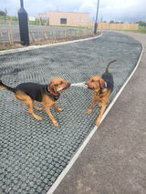 Foto pengguna rob20251983