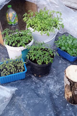 Zdjęcie użytkownika WitkoKitek