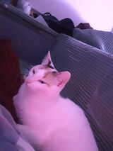 Foto utilizatorului incognitoXyz666