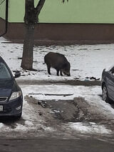 Zdjęcie użytkownika wrzolam