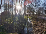 Fotos modrzew4