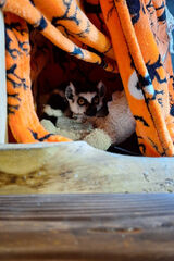 Foto utilizatorului Dziarta