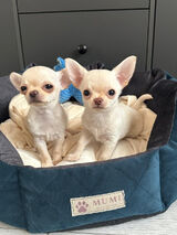 Foto utilizatorului Bahu666