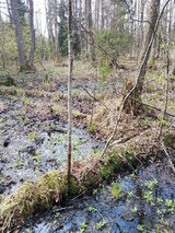 Фотография пользователя rysio497