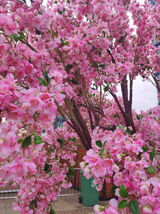 Foto pengguna NIKI76