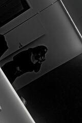 Benutzerfoto Nyxarra