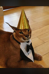 Foto utilizatorului Kamil9371