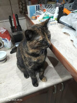 Фотография пользователя gibonps4