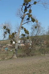 Фото користувача RAFAAEEL