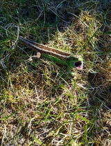 Zdjęcie użytkownika Bezniku2