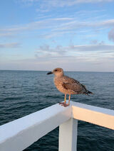 Фото користувача ermilka1205