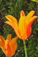 Photos vantransrs2001