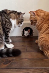 Foto utilizatorului pablosimson1987