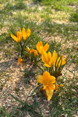 Benutzerfoto lazialo