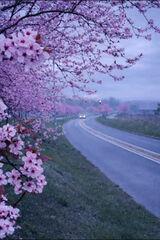 Foto pengguna XxAniaxXxx