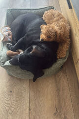 Фотография пользователя kurachmiroslaw9626