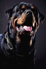 Zdjęcie użytkownika wojtus1995pne