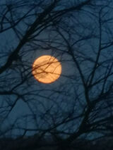 Zdjęcie użytkownika Wolf81