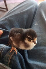 Zdjęcie użytkownika rysiek998877a