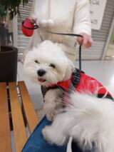 Photos henrykzelazny344