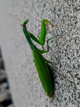 Zdjęcie użytkownika krys50