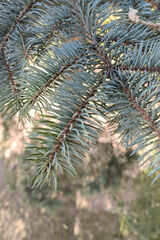 Benutzerfoto djshibby40