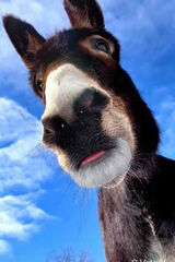 Benutzerfoto Konlobos88