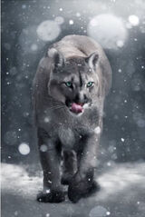 Foto utilizatorului marcinmarcin19889