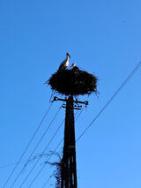 Foto utilizatorului MatiZu