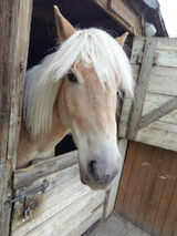 Zdjęcie użytkownika SobowcewPa