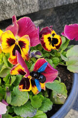 Benutzerfoto Wariatzmiassta