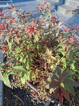 Foto pengguna Maciejgizewo