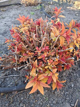 Zdjęcie użytkownika Maciejgizewo