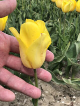 Zdjęcie użytkownika arsemi