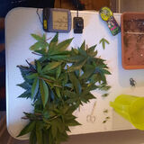 Foto pengguna Lolabrennt