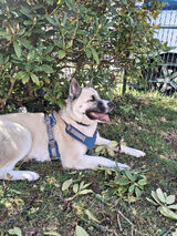 Foto utilizatorului tobiweyhe