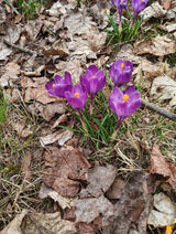 Fotos samotnamama1910