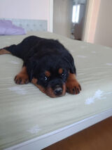 Fotos maxikingtrzeci