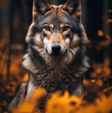 Фотография пользователя mariosuszka