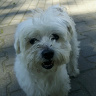 Boniek21