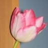 agusia535