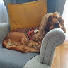 Valdof