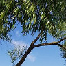 Martino2552