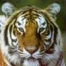 RudyTiger007
