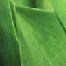 MysiaDziura3101